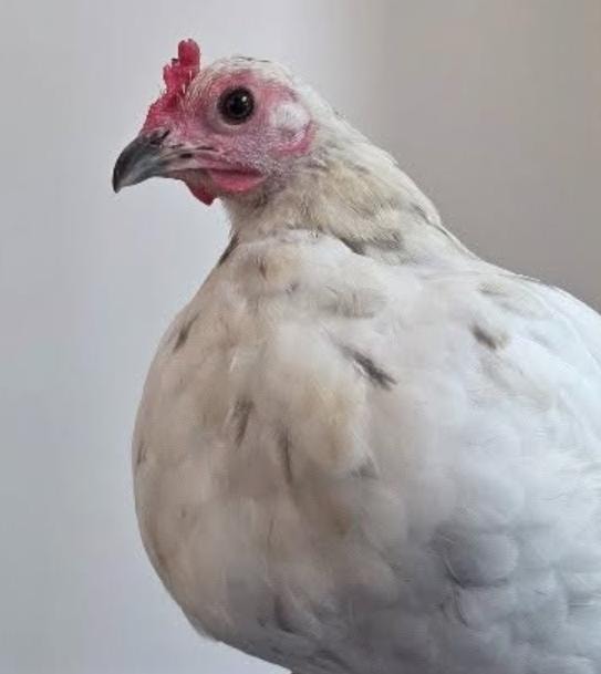 Polly