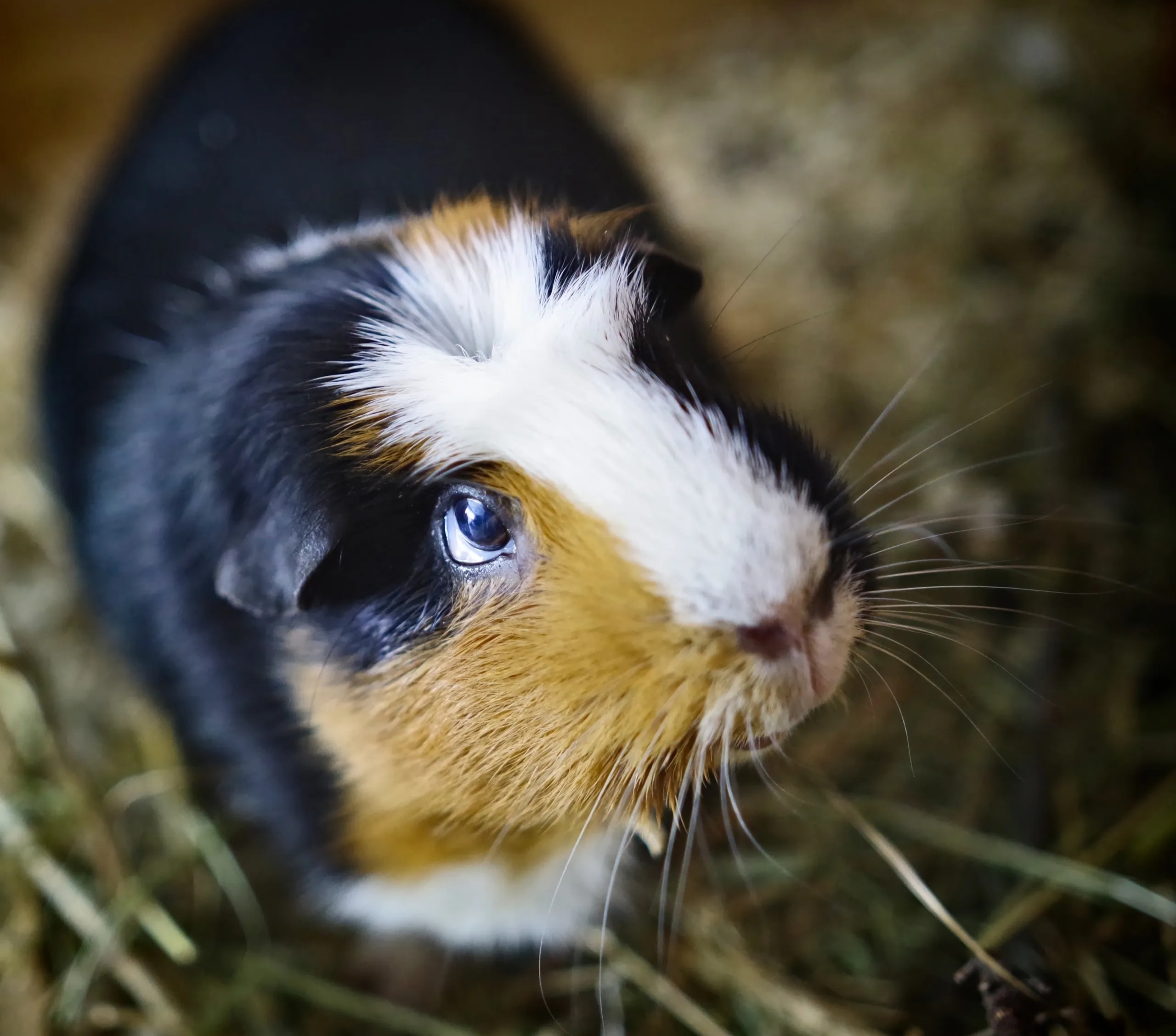 Small animals for adoption