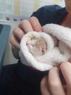 A tiny newborn kitten being gently cradled in a foster carer's hands