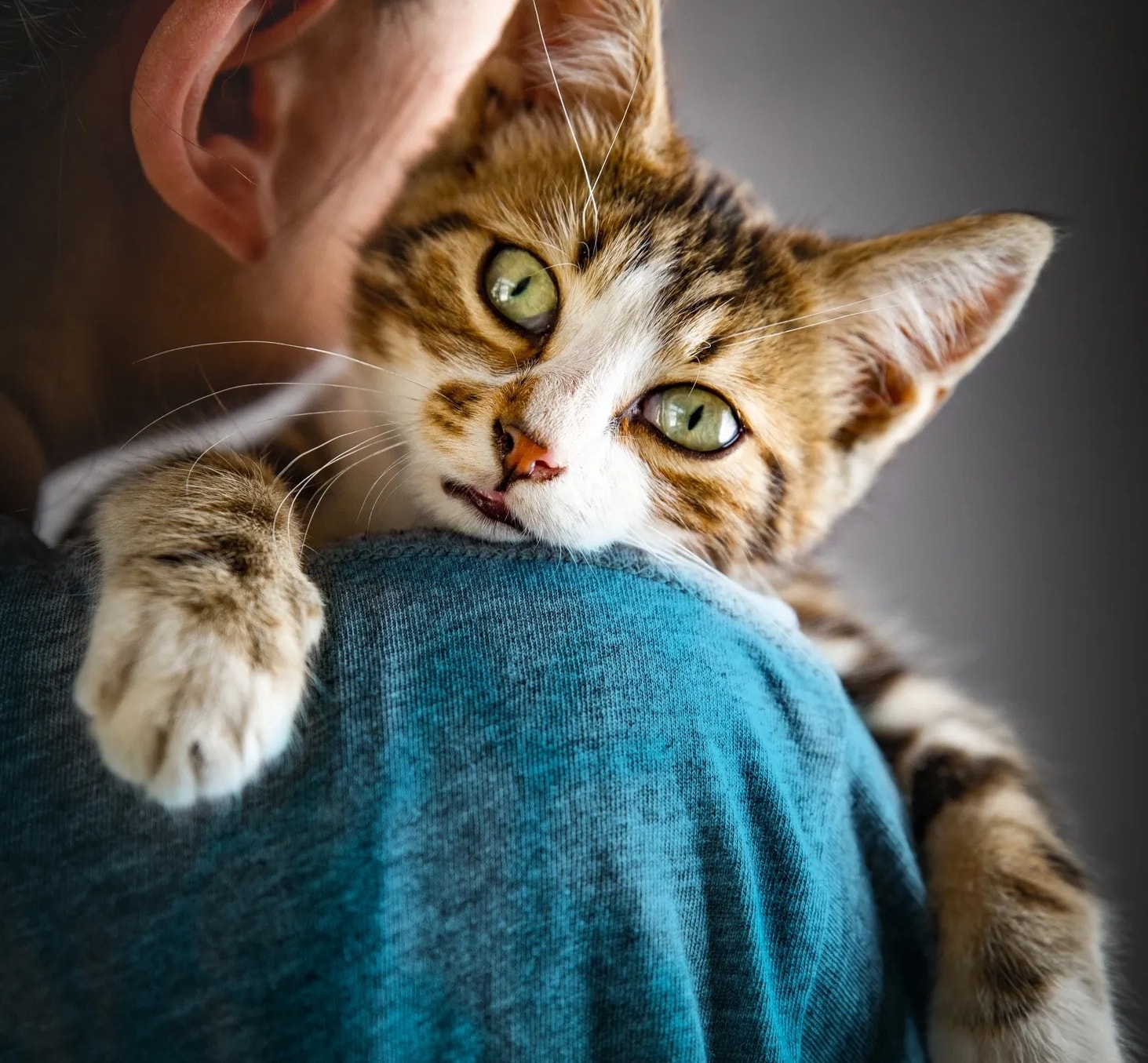 Animal in care receiving gentle attention